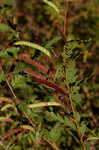 Partridge pea